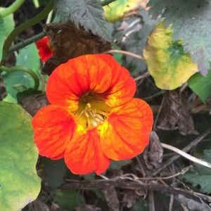 Meet your Posher, Annie